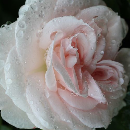 Rosa Aspirin - Rose ® - bez vône - Stromkové ruže,  kvety kvitnú v skupinkách - biela - Christian Eversstromková ruža s kríkovitou tvarou koruny - -